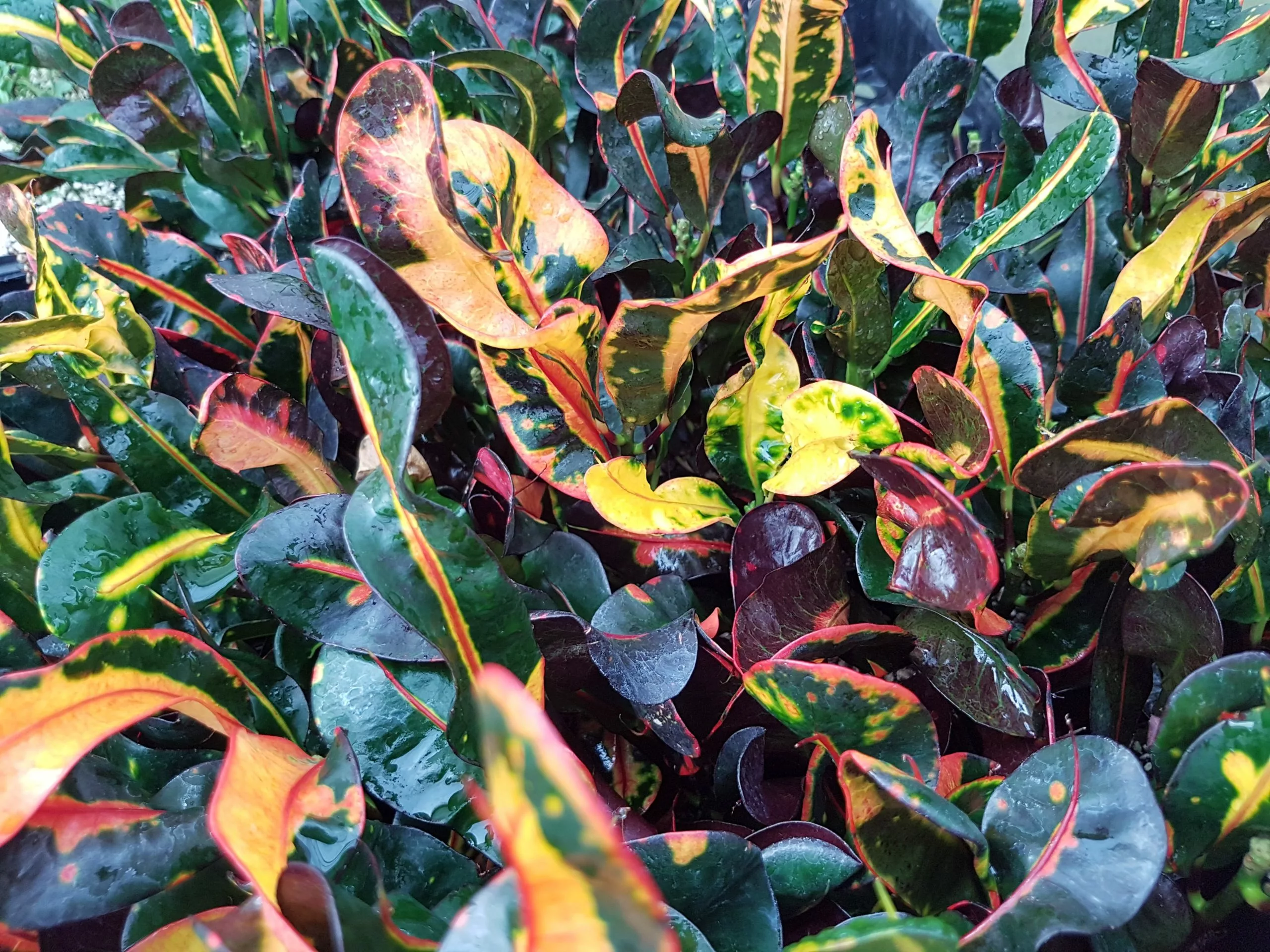 Croton'Mammy' 6 Croton'Mammy' - Image 4