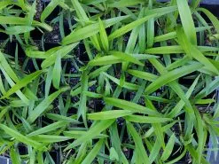 Dianella Emerald Fountain 9 Dianella Emerald Fountain -Plants in a Box Sales Shop 20191023 145620 61589290 4515 40d0 8337 06aa18e4c773