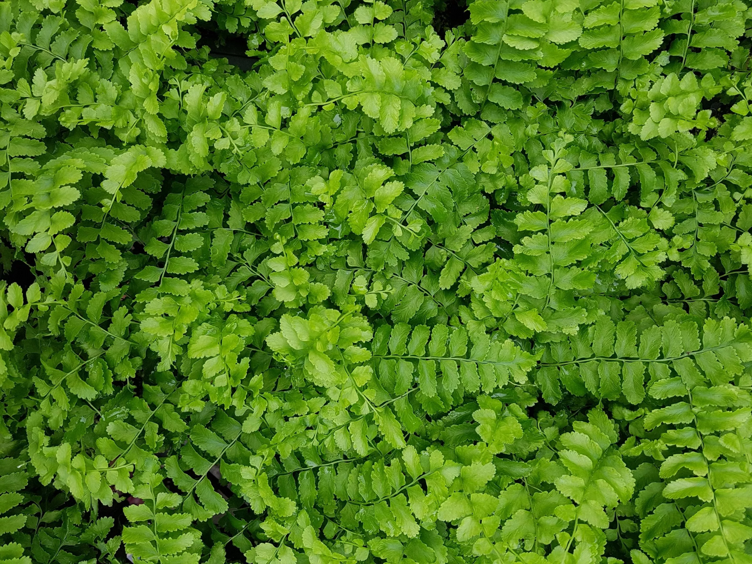 Nephrolepis Exaltata Pom Pom 85mm 4 Nephrolepis Exaltata Pom Pom 85mm - Image 2