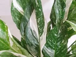 Corporate Plant Gift Box -Plants in a Box Sales Shop 20201022 151648 01 1200x1200 6a8d4255 56ad 4645 ac4f 2263123574fa