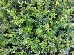 Japanese Holly Upright (Ilex Crenata Schwoebel) -Plants in a Box Sales Shop 20211104 124545 43f06e6a f301 4959 a9f3 5c0f366d1fe6