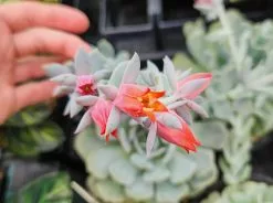 Succulent Planter In LECA Set -Plants in a Box Sales Shop 20230223 122653