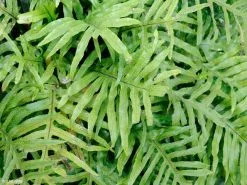 Microsorum Diversifolium Kangaroo Fern -Plants in a Box Sales Shop 2081 0a493e0d efb6 45f4 bef8 ca3d04d12457