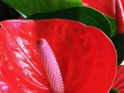Anthurium Bugatti Royale -Plants in a Box Sales Shop 2452.750 2x e25b77fe e453 4541 acfe adfd67b815af