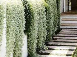 Dichondra Silver Falls 23 Dichondra Silver Falls -Plants in a Box Sales Shop 2845299db1804504f482d4e0171b9818