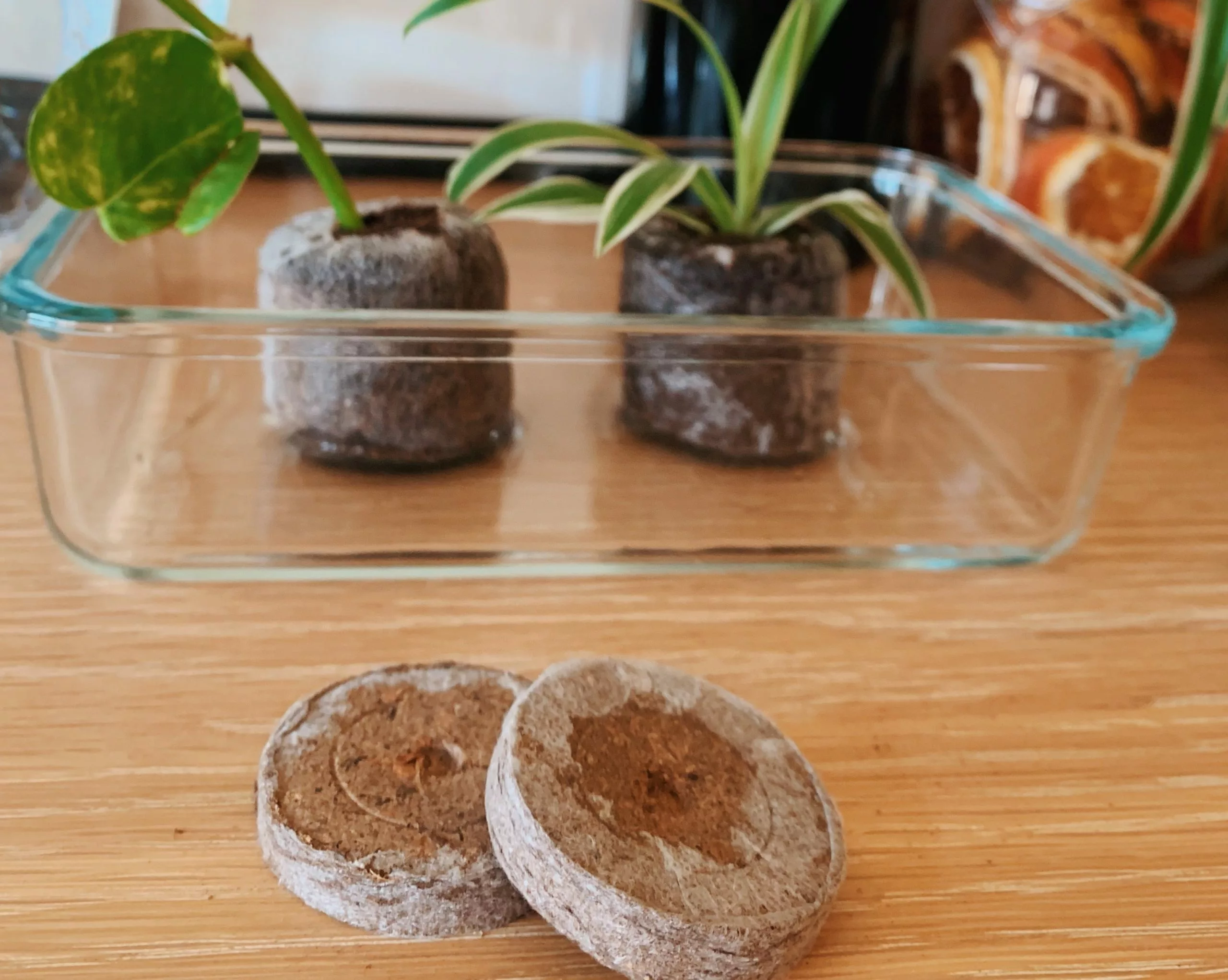 Jiffy Seed Pellet 3 Jiffy Seed Pellet