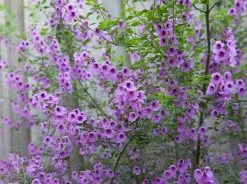 The Edible Plant Box -Plants in a Box Sales Shop 2890664958