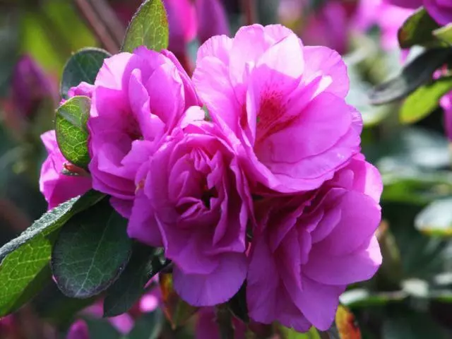 Azalea Indica Happy Days 3 Azalea Indica Happy Days