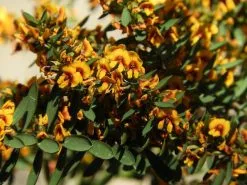 Eutaxia Obovata 12 Eutaxia Obovata -Plants in a Box Sales Shop 39088744261 944b7347bf b d7c0514d 0e6a 43eb 9ede 41d8ad587fa1