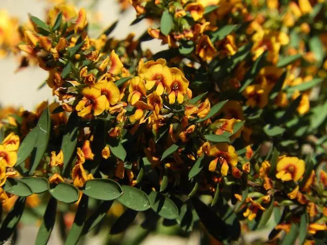 Eutaxia Obovata 6 Eutaxia Obovata - Image 4