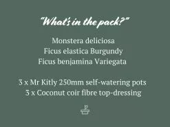 3 Plants & 3 Self-Watering Pot 250mm Set - Medium -Plants in a Box Sales Shop 3Plants3pots250mm 14