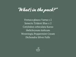 Silvery Grey & Blue Foliage Collection -Plants in a Box Sales Shop 3Plants3pots250mm 15