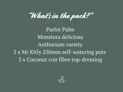 3 Plants & 3 Self-Watering Pot Set 250mm White - Large -Plants in a Box Sales Shop 3Plants3pots250mm 1 ed5a18fe 085b 43c3 8cac 1760c330d4fe