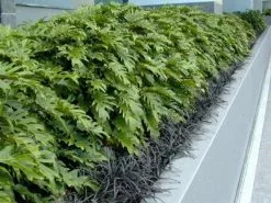 Philodendron Xanadu -Plants in a Box Sales Shop 3 ef195fd4 f142 4d44 9b5b 72be579f3ed1