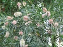 Callistemon Injune Pink