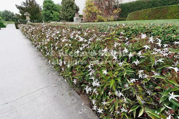 Jasminum Nitidum 4 Jasminum Nitidum - Image 2