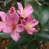 Rhaphiolepis Apple Blossom -Plants in a Box Sales Shop 4892732038 81ed2c3a7d c 91b2f9a8 3b32 427e 9b4b 832cb9f5680e