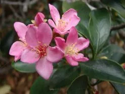 Rhaphiolepis Apple Blossom