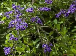 Duranta Repens 'Geisha Girl' -Plants in a Box Sales Shop 499329 002 1000 11707389 ee4a 4867 8371 c1b1ad2ac6d7