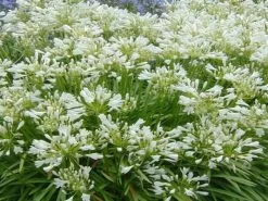 Agapanthus Africanus Snowball Plant Pack -Plants in a Box Sales Shop 4f57b0d473087 59305b