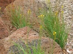 Bulbine Bulbosa -Plants in a Box Sales Shop 532b 1 bulbine bulbosa hab colleen miller