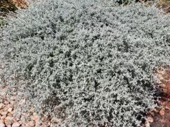 Helichrysum Hybrid 'Silverstar'