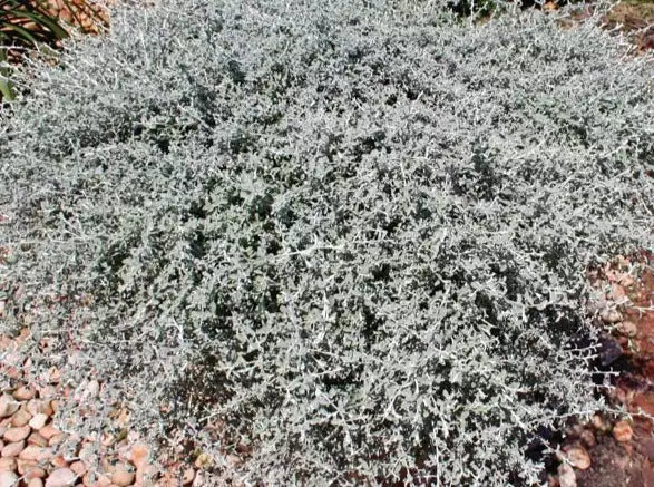 Helichrysum Hybrid 'Silverstar' 3 Helichrysum Hybrid 'Silverstar'