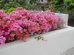 Bougainvillea Rosenka -Plants in a Box Sales Shop 5901206747 83541e7559 b f598c33f 07ba 4153 83cf 19fb1b309816