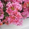 Bougainvillea Rosenka - 85mm