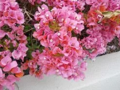 Bougainvillea Rosenka - 85mm