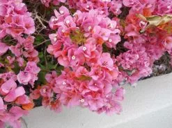 Plants in a Box Sales Shop -Plants in a Box Sales Shop 5901348970 fc5a4de7f1 b dc1b2942 564e 4788 bcf3 a89a9c71e3d6