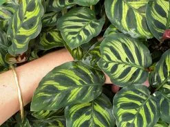 Calathea Makoyana -Plants in a Box Sales Shop 59657423 78E4 4F6C B20F A3713049F3E7 16c76b36 8ff8 4271 bb6f 4115f29cfa20