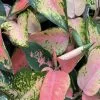 Aglaonema - Spitfire Multicolour -Plants in a Box Sales Shop 5A2F59E4 90D3 48DB 8A5D F58583730FC7 17a6bb80 01ef 4fa0 9b77 0c8dc67a7f4e