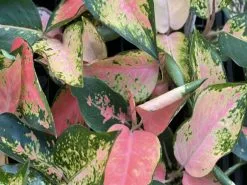Aglaonema - Spitfire Multicolour