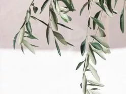 Helena Heritage Olive Tree 11 Helena Heritage Olive Tree -Plants in a Box Sales Shop 5a5c8d1cbefc14fdac4ea1150de4fb09 b9150196 b6a1 4a60 ba3c afba8380301a