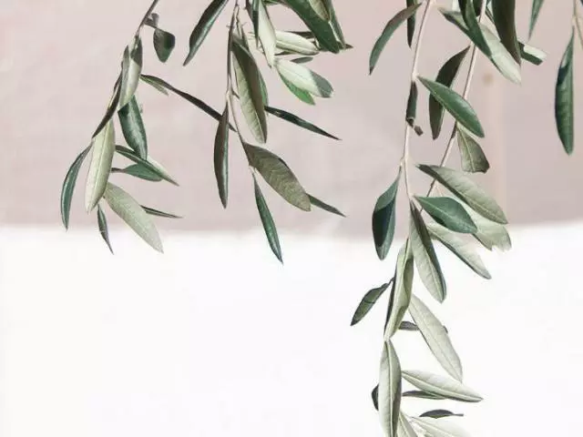 Helena Heritage Olive Tree 6 Helena Heritage Olive Tree - Image 4