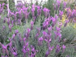 Lavender Frenchette “Lavandula Dentata†12 Lavender Frenchette “Lavandula Dentata†-Plants in a Box Sales Shop 6245392271 814742c449 o 67568bf6 d0e8 41bb 99a1 5ed2c03c1fe4