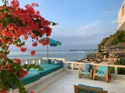 Assorted Box Of Bougainvillea -Plants in a Box Sales Shop 6C8F9A91 D6C1 47F0 8069 A15C089548CA e610fb82 e505 4a39 9cba e2b2b82c56b1