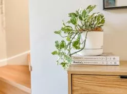 Pothos Gift Box - White Pot