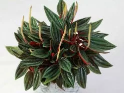 Peperomia Caperata Rosso -Plants in a Box Sales Shop 6d105c26d98a30187ac3ca51d0fa0bbe 5db5e128 122a 4f00 be51 e0f8c34e21c5
