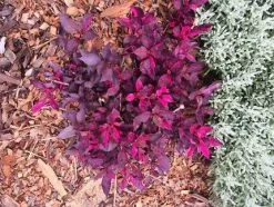 Alternanthera Dentata 'Firebug' -Plants in a Box Sales Shop 75