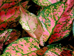 Aglaonema Pink -Lady Valentine Pack -Plants in a Box Sales Shop 7597 0dbafa95 0b43 461f 9a2c 9ae57ce9067f