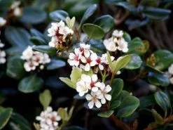 Snow Maiden Dwarf Hedge Pack