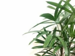 Rhapis Excelsa -Plants in a Box Sales Shop 7a709944c1a0ee21f293f0d0390a53e6 f310f8c3 18da 49a6 bbbe db76f4df9dab