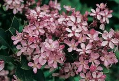 Rhaphiolepis Springtime