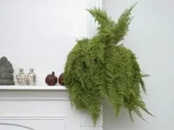 Nephrolepis Exaltata Boston Blue Bell -Plants in a Box Sales Shop 7f41a6519c63d45fb212afb6ce889f71 e8c400f6 f8ef 4933 95d8 1cb94319ef74