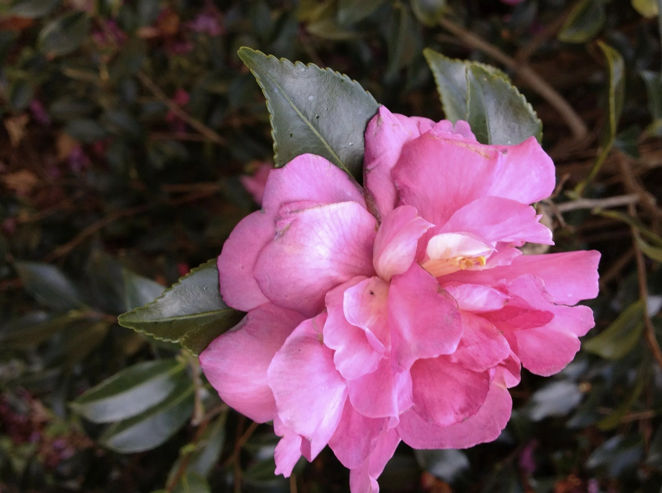Camellia Sasanqua Sparkling Burgundy 3 Camellia Sasanqua Sparkling Burgundy