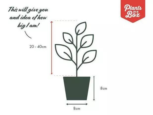 Bougainvillea Lilac Cascade - 85mm 6 Bougainvillea Lilac Cascade - 85mm - Image 4