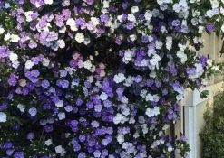 Brunfelsia Latifolia "Yesterday, Today And Tomorrow" 6 Brunfelsia Latifolia "Yesterday, Today And Tomorrow" -Plants in a Box Sales Shop 8bb336b4e24edee6e7a440acf841ec6b 04d48e2d 0f6b 46bc aa9e 65c8f306f34e