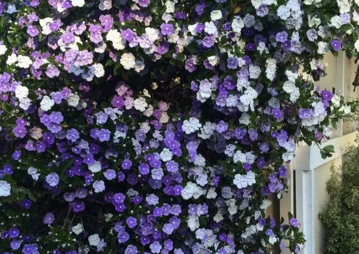 Brunfelsia Latifolia "Yesterday, Today And Tomorrow" 4 Brunfelsia Latifolia "Yesterday, Today And Tomorrow" - Image 2